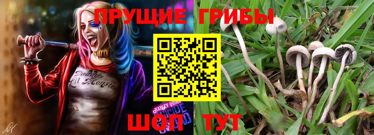 Крымск  Галлюциногенные грибы мицелий  Вход с VPN 